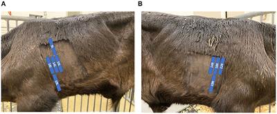 Use of Thoracic Ultrasonography to Improve Disease Detection in Experimental BRD Infection